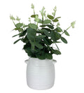 #2403637 14" Artificial Plant w/Ceramic Pot