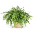 #A54200043 Artificial Plant