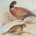 Pheasants - JP1092