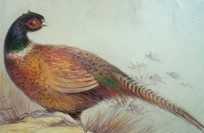 Pheasants - JP1092